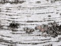 SlideshowBirchBark