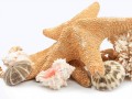 pngwing.com (3) (1)