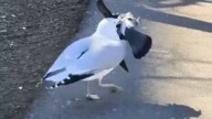 чайка атакует