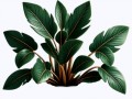 potted-ornament-plant-ai-generative-free-png