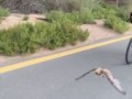 Bird Joins Group on Bike Ride