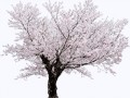 sakuraclipart33_yapfiles.ru