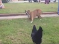 ЛУЧШИЕ ПРИКОЛЫ САМЫЕ СМЕШНЫЕ ВИДЕО НЕУДАЧИ сентябрь 2016