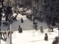 кормежка обезьян