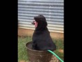 15 Dogs Who Can't Handle the Hot Summer Sun