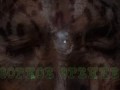 Улучшение зрения и ЯсновидЕние Костер Шамана