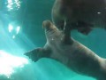 Морж, которому никто не нужен