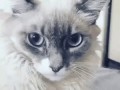 Просто котик