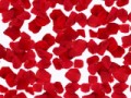 xrose4-2 (1)