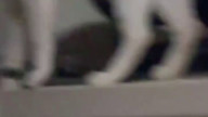 Love tail