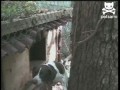 Mission Impossible Dog Makes Miraculous Escape