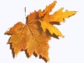 3__arnusha