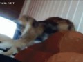 -живность-гифки-взгляд-924346