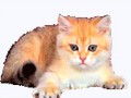 sweety_by_luisbc-d8rn3qq
