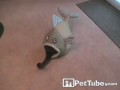 Рыба ест кота