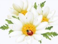 0_cd6ca_5980ba7e_L