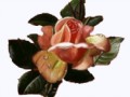 1__arnusha