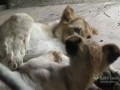 Lion cubs at Saint Louis Zoo