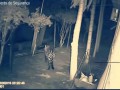 Ягуар убивает собаку (Jaguar kills dog)