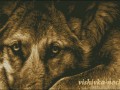 Dog eyes brown1
