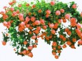 pinkrosefence11_zps2f98424f_yapfiles.ru