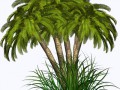 palm2