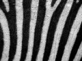 zebra-skin-11297062987MjT[1]