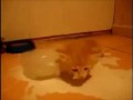 Котенок сходит с ума от молока.