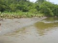 Scary Costa Rica Crocodile