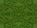 gras 2++