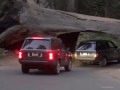 Sequoia National Park travel under the tree