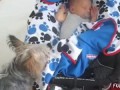 'Dogs Putting Babies to Bed' Compilation - FunnyTV