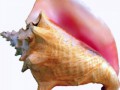 Conch_shell_211