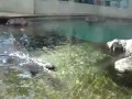 Кричащий тюлень