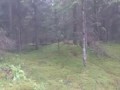 Идиот, лиса и ключи от машины