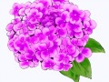 Флоксы сиреневые