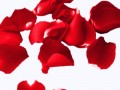 a-rose_petalsred-2