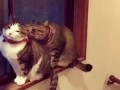 Вот ты какой, кот Сюткина!
