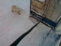 Белый медведь зашел покушать