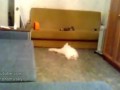 Дэвид Блэйн снова в кадре - телепатия существует!)
