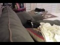 Енот против Кота