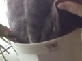 Most tired cat in the world