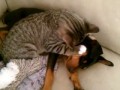 Заботливый кото-фей