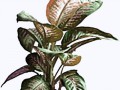 blume 3a
