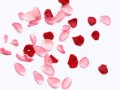 optimized-rose