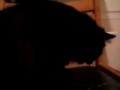 Взял кота в приюте