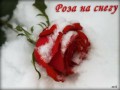 РОЗА НА СНЕГУ