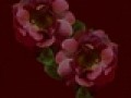 _2_arnusha