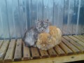Сердечные коты 4