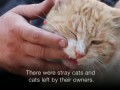 The cat man of Aleppo - BBC News